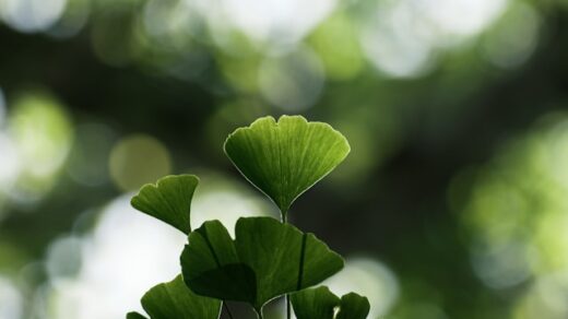 gingko biloba