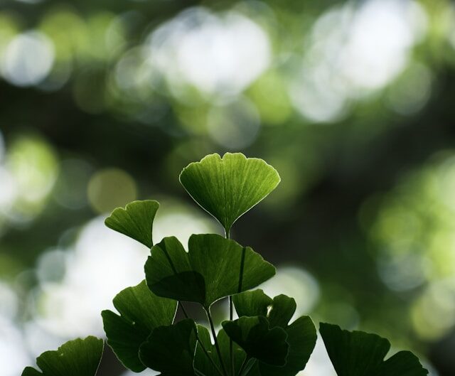 gingko biloba